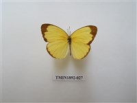 藏品(亮色黃蝶)的圖片